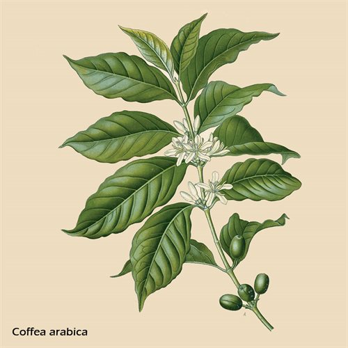 Kaffeplante Coffea arabica Plantefrø