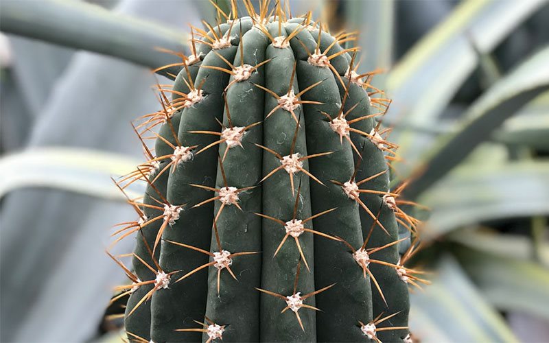 Kaktus & Sukkulenter – Dyrkning af