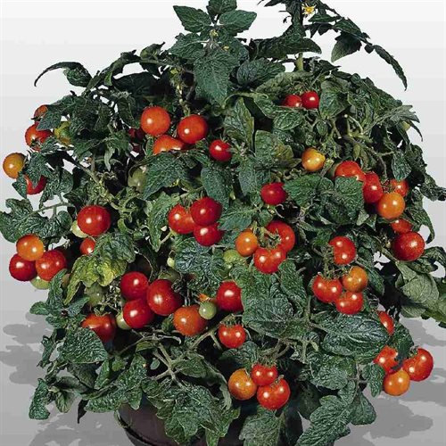 Cherry Tomat Gardener’s Delight Plantefrø
